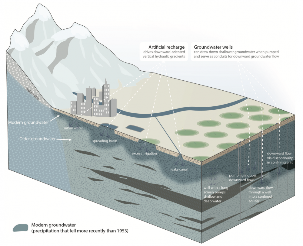 Cross-section of an aquifer illustrating pumping-induced downwelling